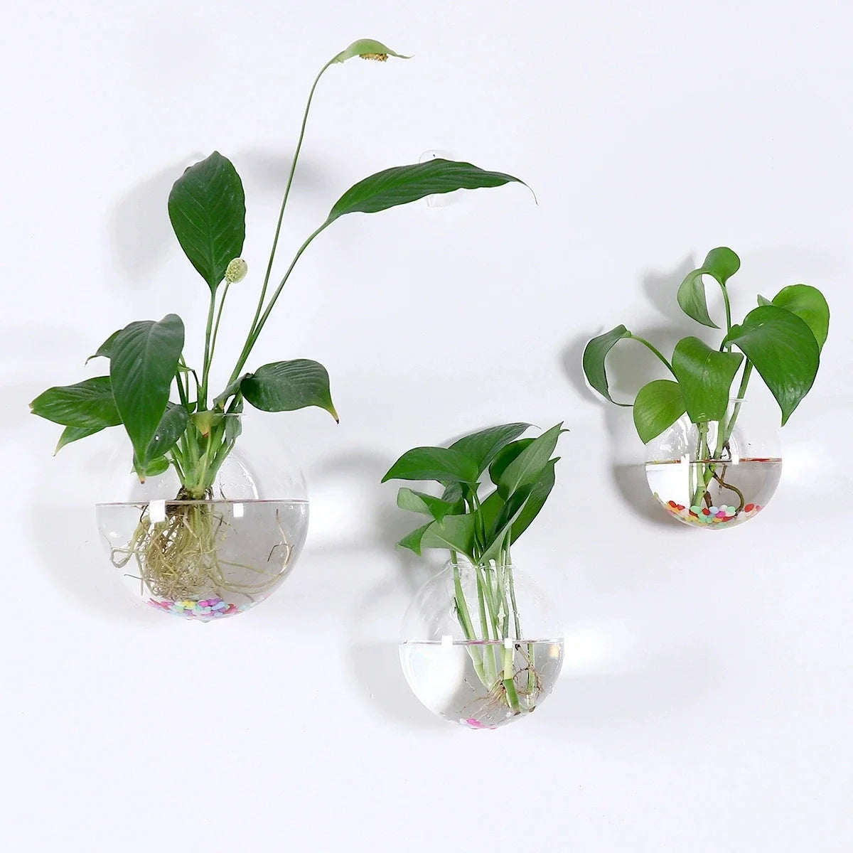 2/4/6/8 Pack Wall Hanging Glass Terrarium - Self-Watering Hydroponic