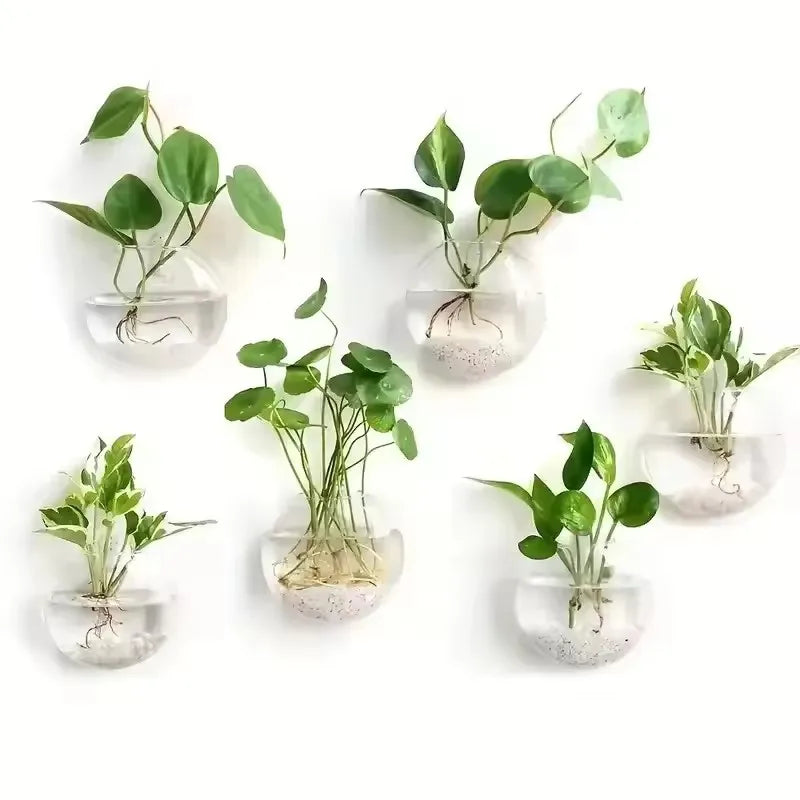 2/4/6/8 Pack Wall Hanging Glass Terrarium - Self-Watering Hydroponic